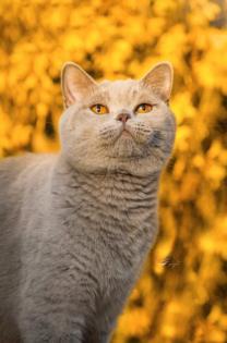 BKH Kitten Kater lilac m