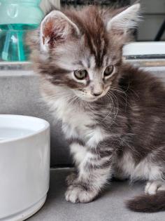 Reinrassige Maine Coon Kitten suchen ihren Dosenöffner