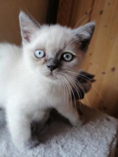 BKH-Kitten lilac-point und blau
