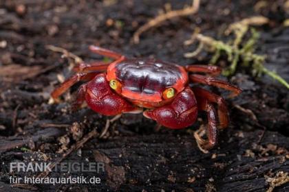 Verkaufe kleine Landkrabbe Zubehör 8 Kg Sand
