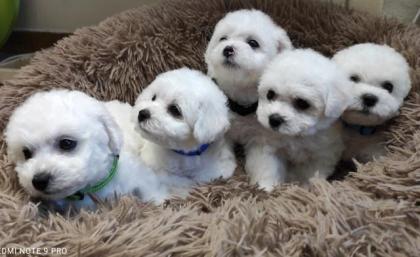 Bichon Fris Hundenwelpen zum verkaufen
