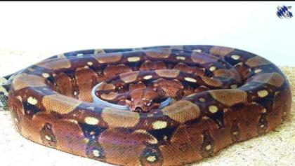 0. 1 Kubsch Pastel Original Line