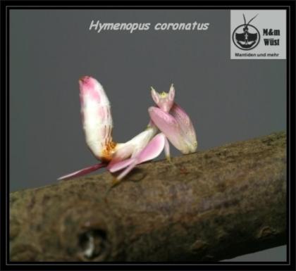 Hymenopus coronatus Orchideenmantiden Idolomantis diabolica Große Teufelsblu