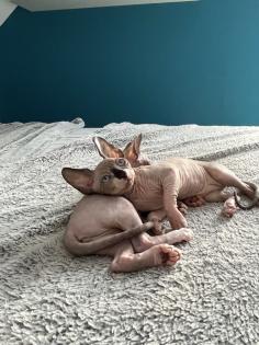 Sphynx Kitten suchen ein Zuhause