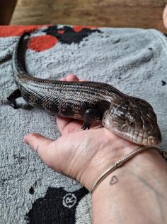 Blauzungenskink mit komplettem Zubehör nur ohne Terrarium