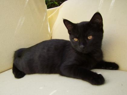Zwei kleine Kätzchen / Kitten