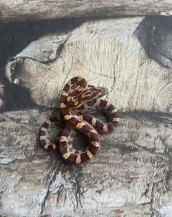Kornnatter Wildfarbe