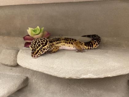 2 Leopardgecko Damen mit Terrarium