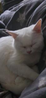 Babykatzen bkhmaincoonmix