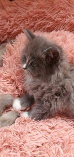 Reinrassig sibirische waldkatze neva Maine Coon siam perser bkh