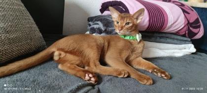 Charmanter reinrassiger 12 Monate alter Abessinier Kater mit Papiere