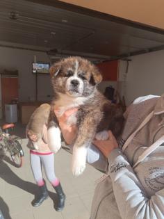 Japanische Akita Inu welpen