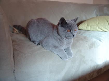 Wunderschöner British Kurzhaar Kater