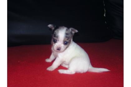 Chihuahua Zwergpinscher Prager Rattler Mini Welpen abzugeben mit Papieren UR