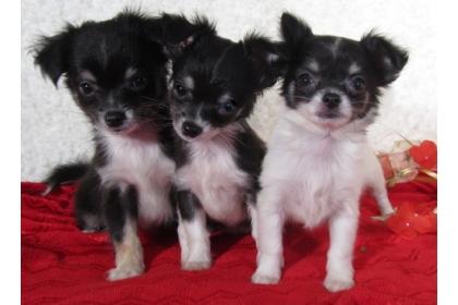 Kleine permanent kurze Haare Chihuahua Welpen bereit Umzug