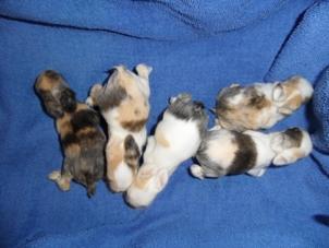 Löwenkopfzwergkaninchen - Babys aus erfahrener Hobbyzucht
