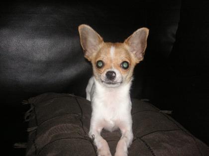 Schöner Mini Chihuahua Welpe Rüde