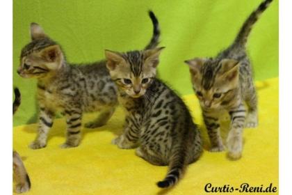 Bengalen Neue Zuchtgeneration mit großen Rosetten- Bengalkatzen Bengalkater