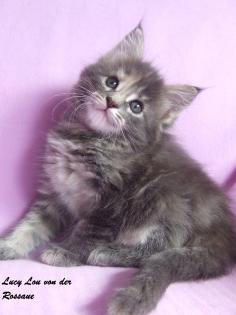 Bezaubernde Maine Coon Kitten in BLUE RED CREAM BLACK TABBY