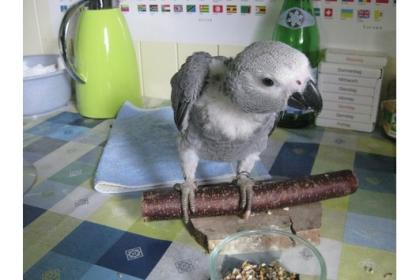 Kongo Graupapageien Babys handaufzucht abzugeben