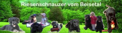 Riesenschnauzerwelpen aus der Mitte Deutschlands