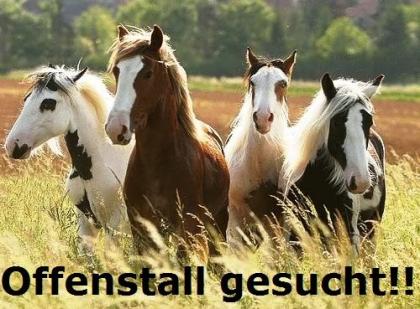 2 Offenstallplätze im Raum Kamp-Lintfort Umgebung gesucht