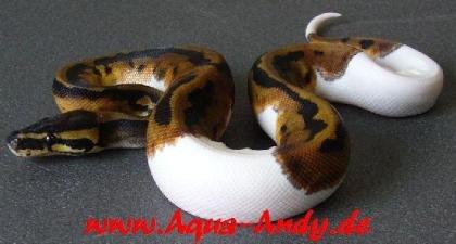 Boas Pythons und Nattern direkt vom Züchter Verkaufe Königspythons Pyth