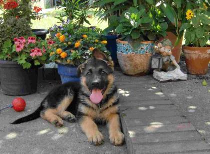 Deutsche Schäferhunde SV / VDH