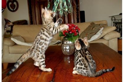 Bengal kitten