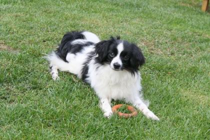 Phalene Zwergspaniel sucht super Zuhause