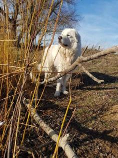 Reinrassige Maremmano Abruzzese Welpen