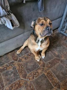 Reinrassige OLD ENGLISH BULLDOG mit Papieren