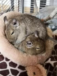 3 junge mänl. Degus abzugeben