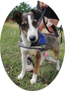 WOODOO - 44 cm - JACKEL RUSSEL MIX IN NOT aus dem Tierschutz
