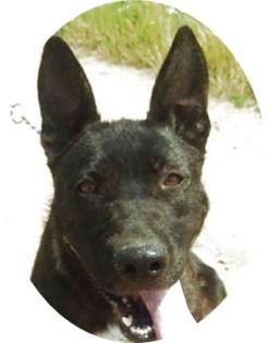 ANGIE - 60 cm - TRAUMHUND IN NOT aus dem Tierschutz