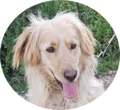 JACK - 58 cm - GOLDEN RETRIEVER MIX IN NOT aus dem Tierschutz