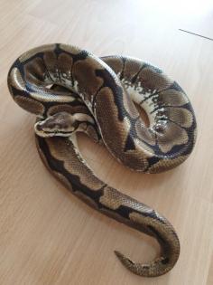 Königspython Spider/Desert Enchi Pinstripe