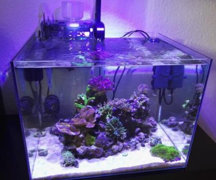 Kleines Meerwasser-Aquarium 55 L mit Besatz Technik und viel Zubehör