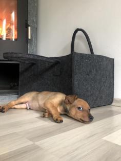 Zwergpinscher Rehpinscher Welpe