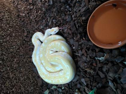 Tigerpython bivittatus 0. 1
