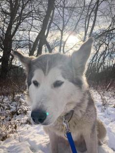 Siberia sucht ein zuhause