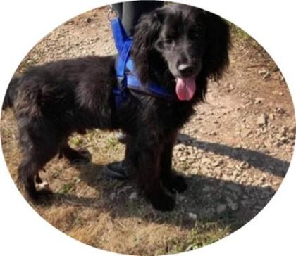 ZORRO - 48 cm - SUCHT HUNDEERFAHRENES ZUHAUSE aus dem Tierschutz