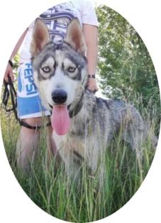 KODA - 60 cm - HUSKY MIX IN NOT aus dem Tierschutz