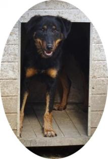 MAILA - 46 cm - BRAUCHT GANZ VIEL LIEBE aus dem Tierschutz