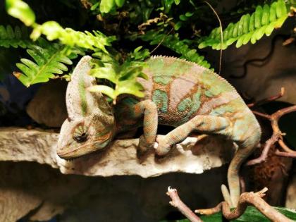Jemenchamäleon mit XXL Terrarium