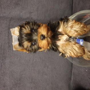 Reinrassige Yorkshire Terrier Welpen