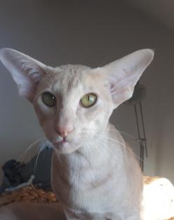 OKH Deckkater cinnamon Träger