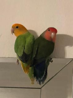 Rosenköpfchen Agaporniden Lovebirds Paar mit Käfig
