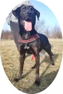 BUKSI 3 - 56 cm - LABRADOR MISCHLINGSHÜNDIN aus dem Tierschutz