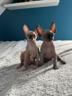 Sphynx Kitten suchen ein Zuhause